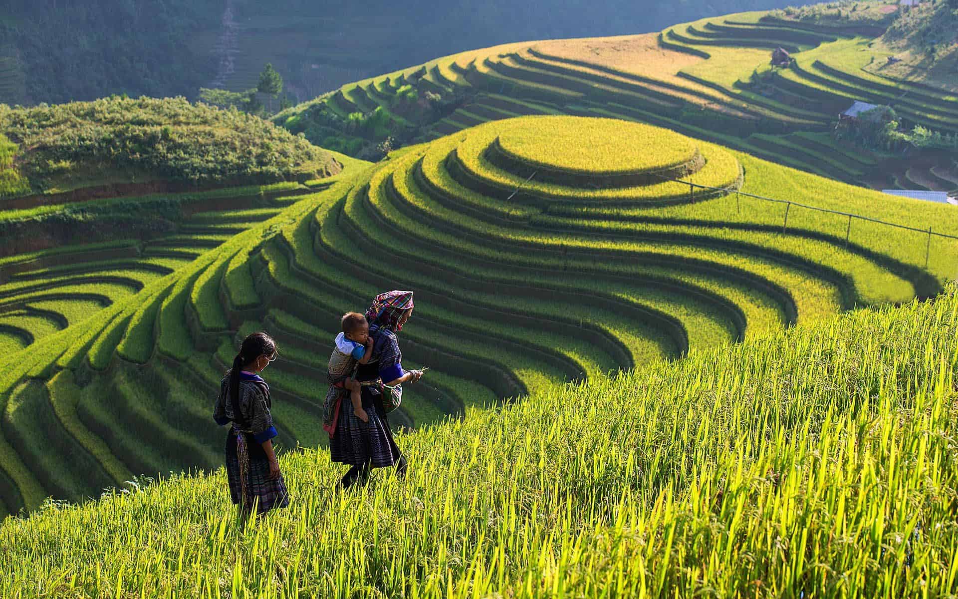 Ruộng bậc thang ở Sapa