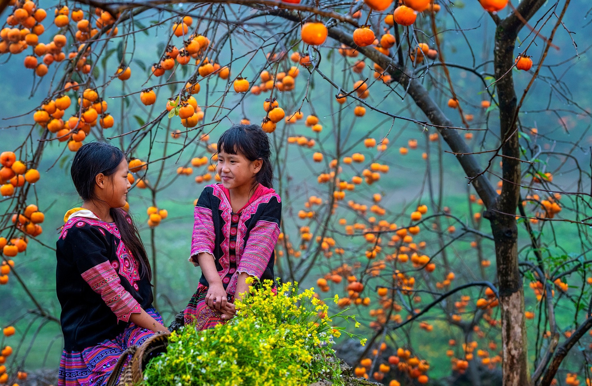 thu hoạch hồng mùa thu Mộc Châu