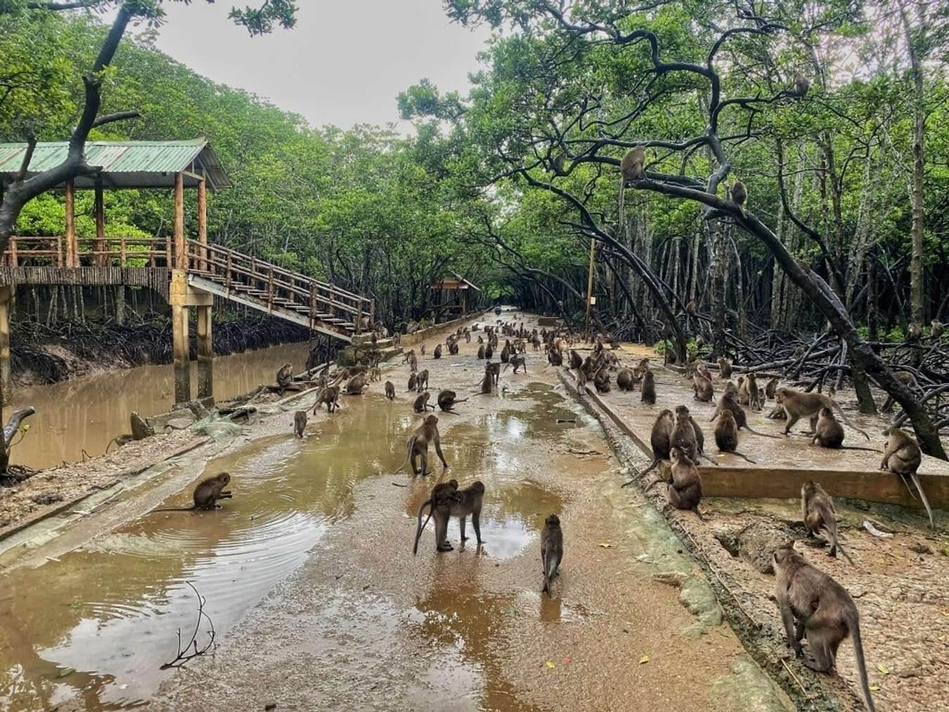 Đảo Khỉ - Cần Giờ