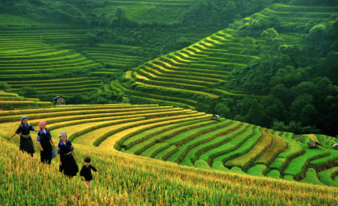 Du lịch Sapa mùa thu bạn sẽ được chiêm ngưỡng những thửa ruộng lúa chín vàng uốn quanh triền đồi hùng vĩ, đẹp tráng lệ