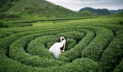 Đường tới Ngũ Động Bản Ôn là con đường có nhiều đồi chè đẹp nhất