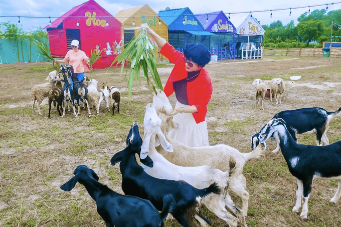 Khách có thể trải nghiệm cho dê ăn trang trại thú thân thiện