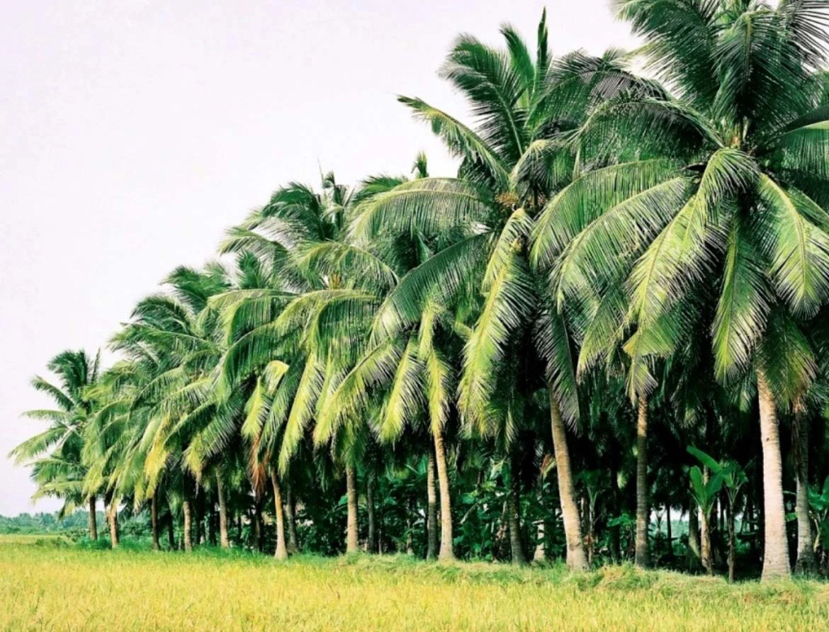 Đến Bến Tre, đi bất cứ đâu du khách cũng bắt gặp hàng dừa tỏa bóng mát. Ảnh: D.T