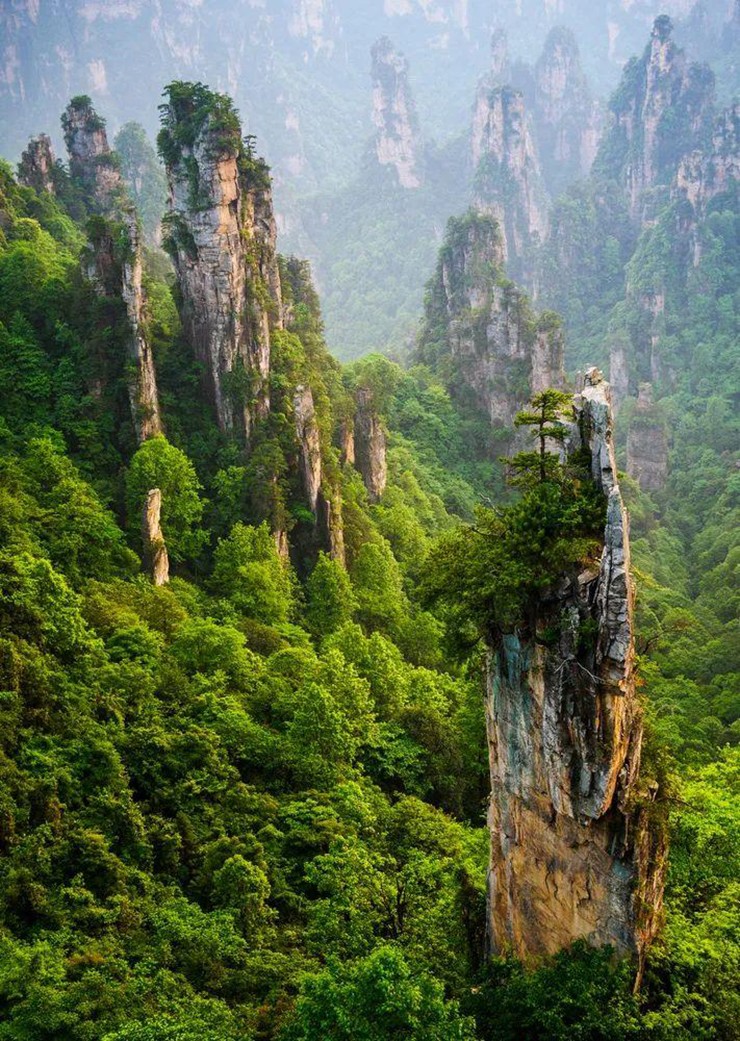 Trương Gia Giới