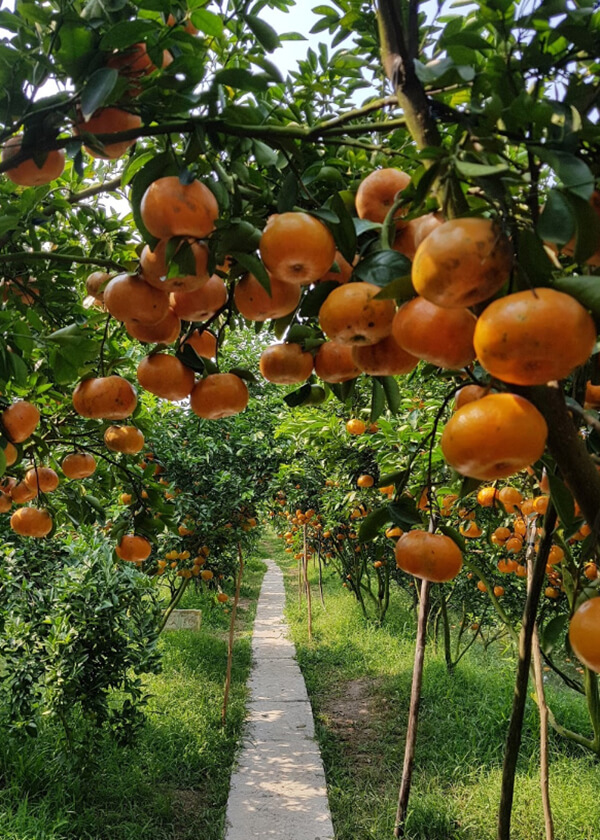 Vườn quýt hồng Lai Vung