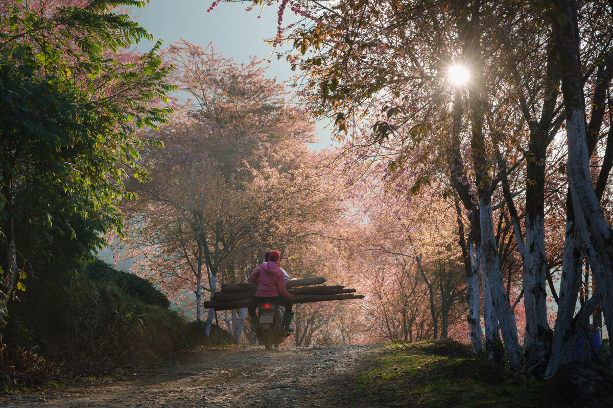 Sáng sớm hay hoàng hôn là hai thời điểm chụp ảnh đồi hoa đẹp nhất. Tuy nhiên, du khách lưu ý căn thời gian cho phù hợp. Khoảng 7h-7h30 mùa này đồi trà vẫn còn rất nhiều sương và sau 17h thì trời bắt đầu tối.