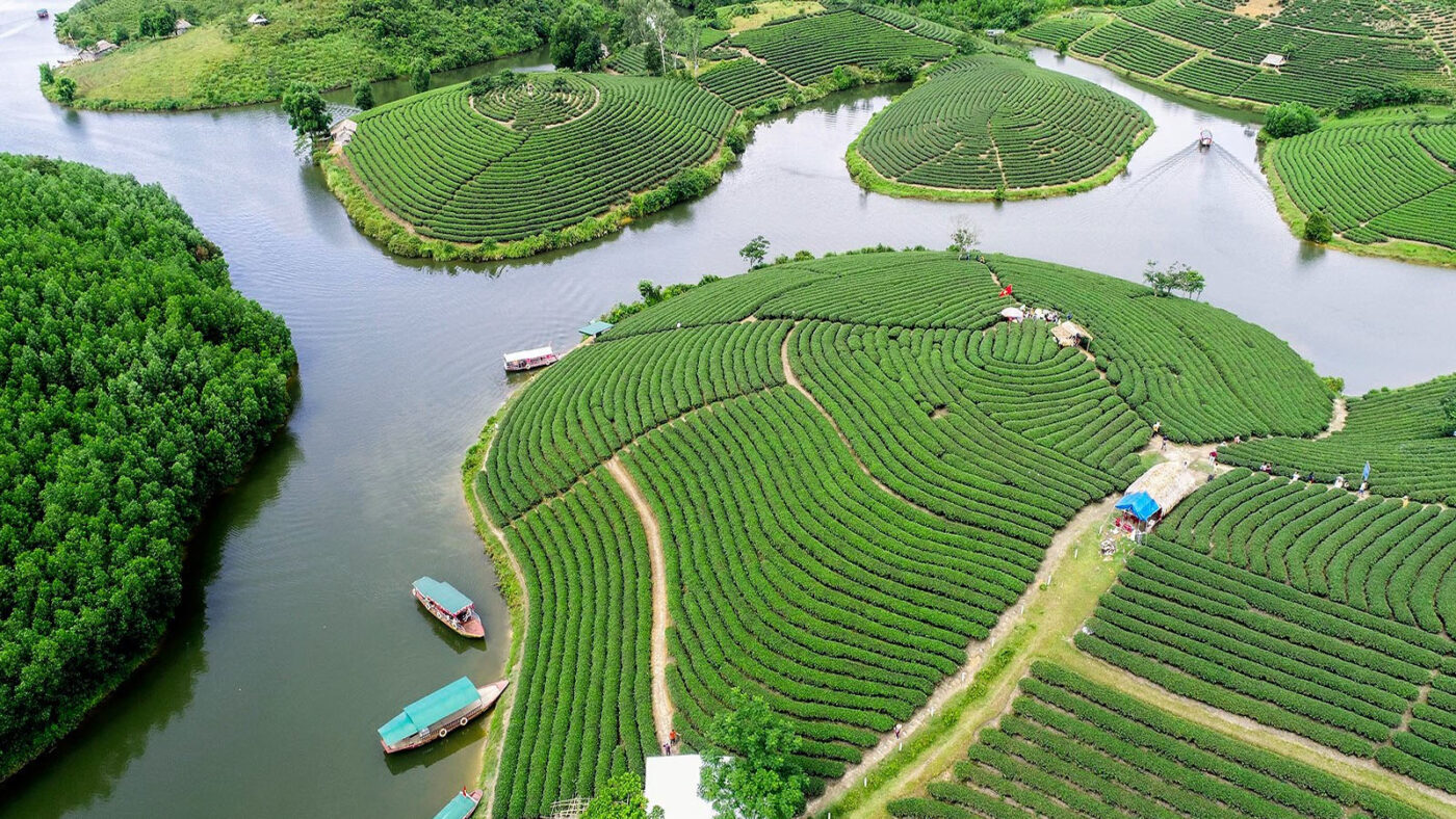 Đồi chè Thanh Chương.