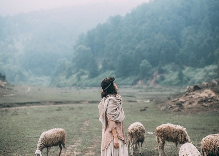 Không cần vi vu đâu xa, ngay Nghệ An nay cũng đã có một cánh đồng nuôi cừu siêu đáng yêu.