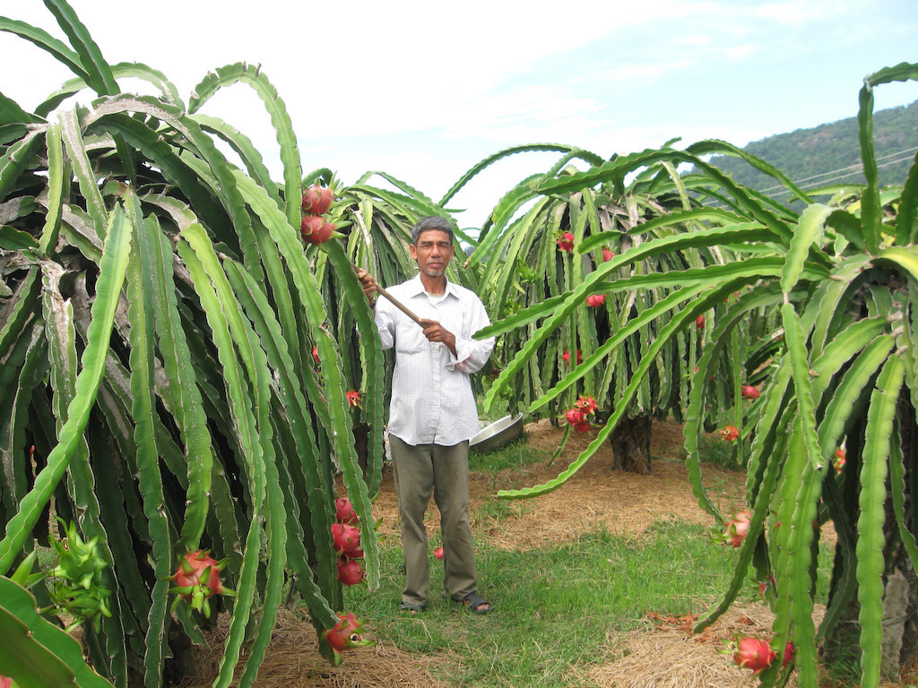 Vườn thanh long xã Thuận Quý 