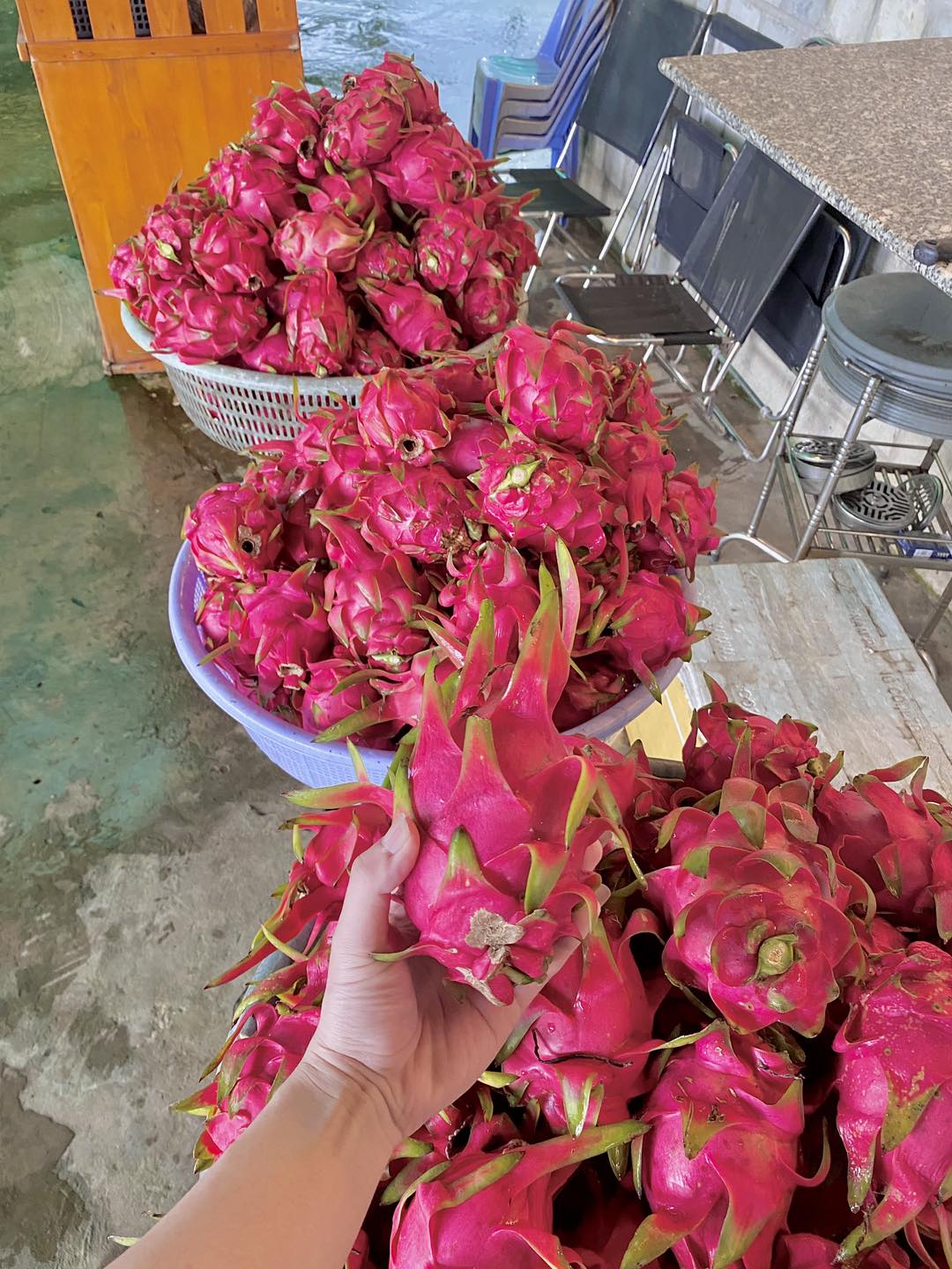Vườn Thanh Long Coffee
