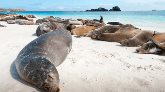 Sinh vật biển tại quần đảo Galapagos.