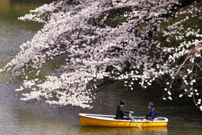 Du khách Chèo thuyền ngắm hoa trên Chidorigafuchi, kênh dẫn nước cho lâu đài Edo nằm ở tây bắc Hoàng cung Nhật Bản.