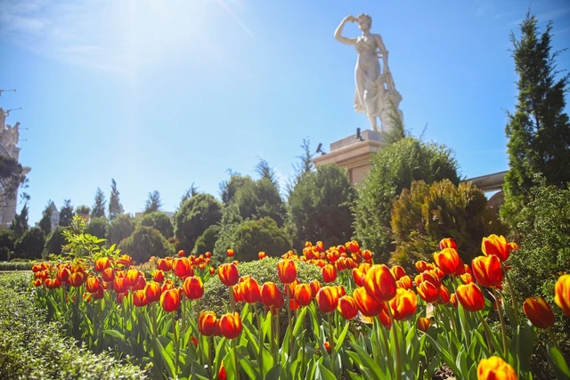 Dịp này, du khách đến Bà Nà sẽ được chiêm ngưỡng hơn 100.000 bông hoa tulip rực rỡ