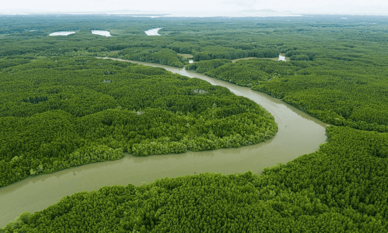 Khám Phá Rừng Sác