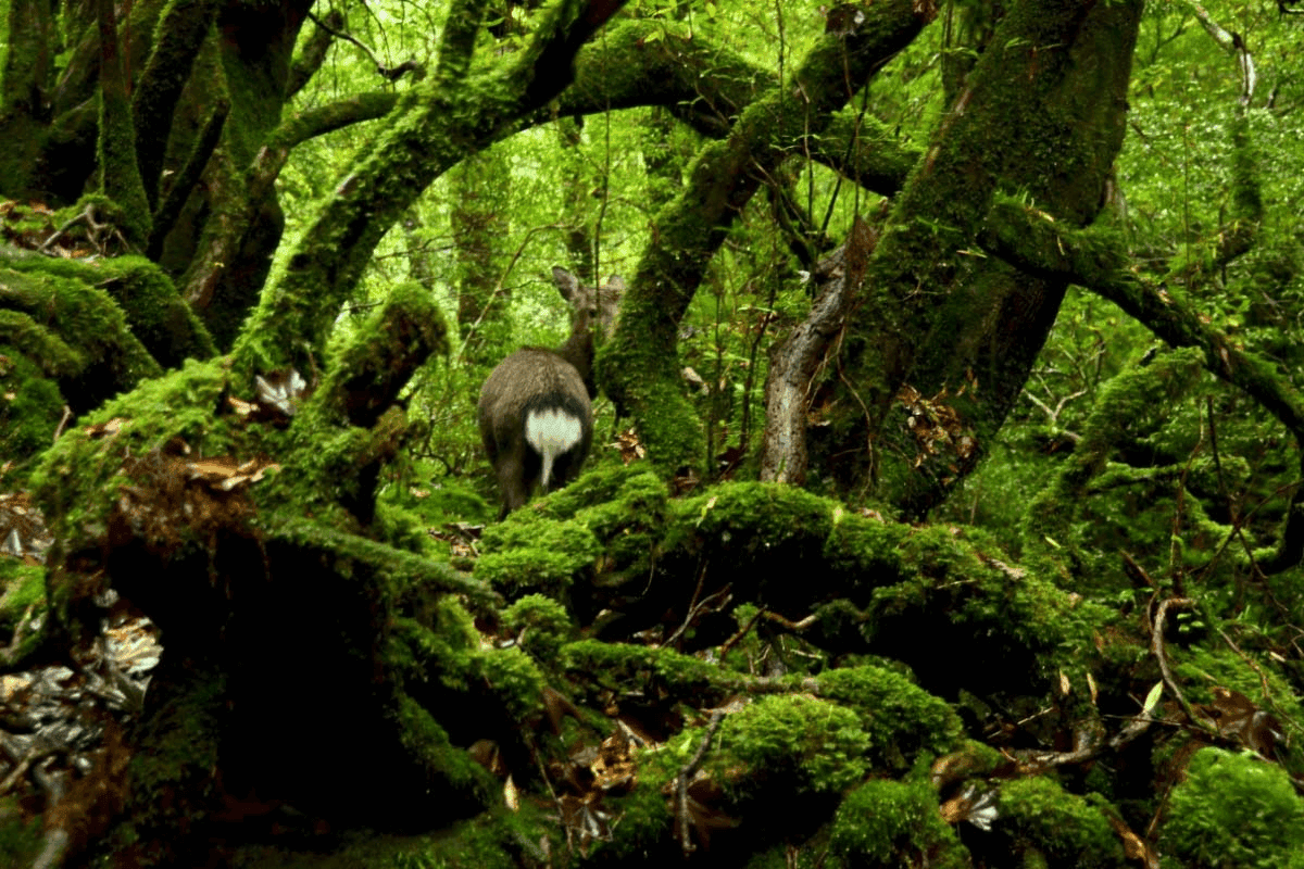 Đảo Yakushima nổi bật với khu rừng ôn đới nguyên sinh, nơi lưu giữ hệ sinh thái đa dạng và phong phú.