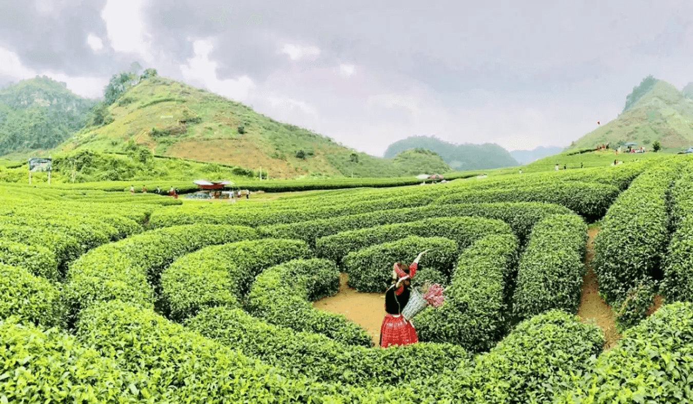 Tháng 7 là thời điểm tuyệt vời để khám phá Mộc Châu với cảnh quan thiên nhiên thơ mộng, xanh tươi và yên bình.