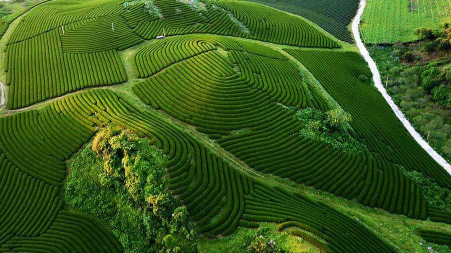 Mộc Châu, với không gian xanh mát và cảnh quan thiên nhiên hùng vĩ, là điểm đến lý tưởng để tái tạo năng lượng và chữa lành tinh thần.