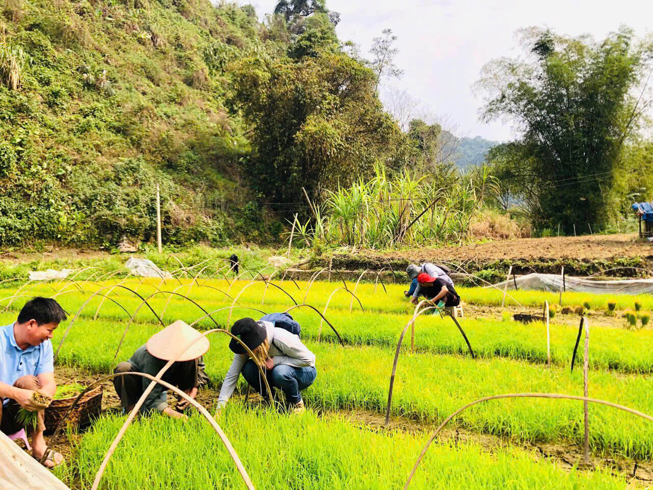 Khách tham quan, trải nghiệm cấy lúa với người dân địa phương trên đường đến thác Đầu Đằng.