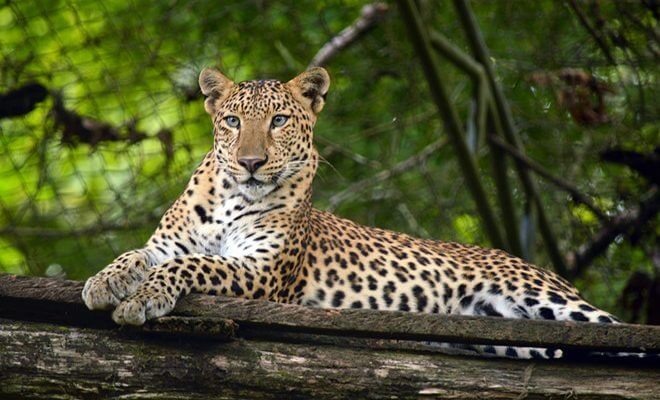 Thời điểm lý tưởng để tham quan Vườn quốc gia Cát Tiên là từ tháng 11 đến tháng 5 năm sau.