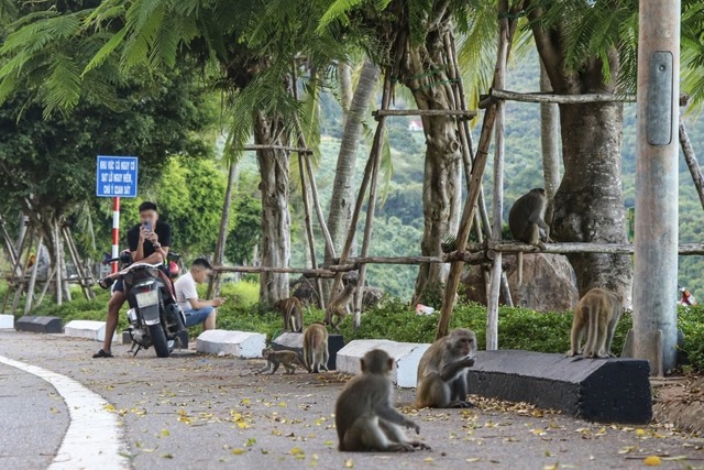 Việc con người cho khỉ ăn đã ảnh hưởng đến tập tính kiếm ăn tự nhiên của loài