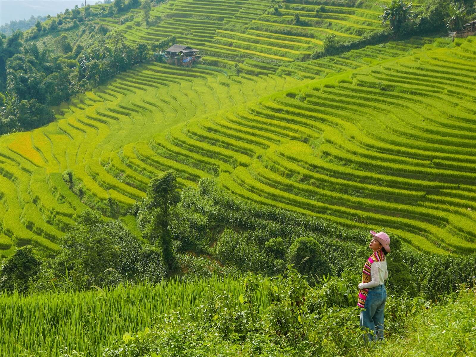 Những cánh đồng lúa “phủ” màu xanh vào mùa hè tại Sapa