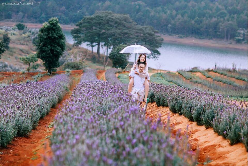 Vườn hoa oải hương, thành phố ngàn hoa. 