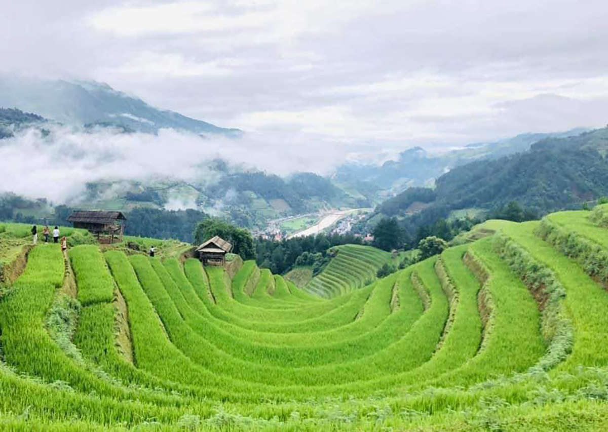 Ruộng bậc thang ở Mù Cang Chải cuối tháng 8.