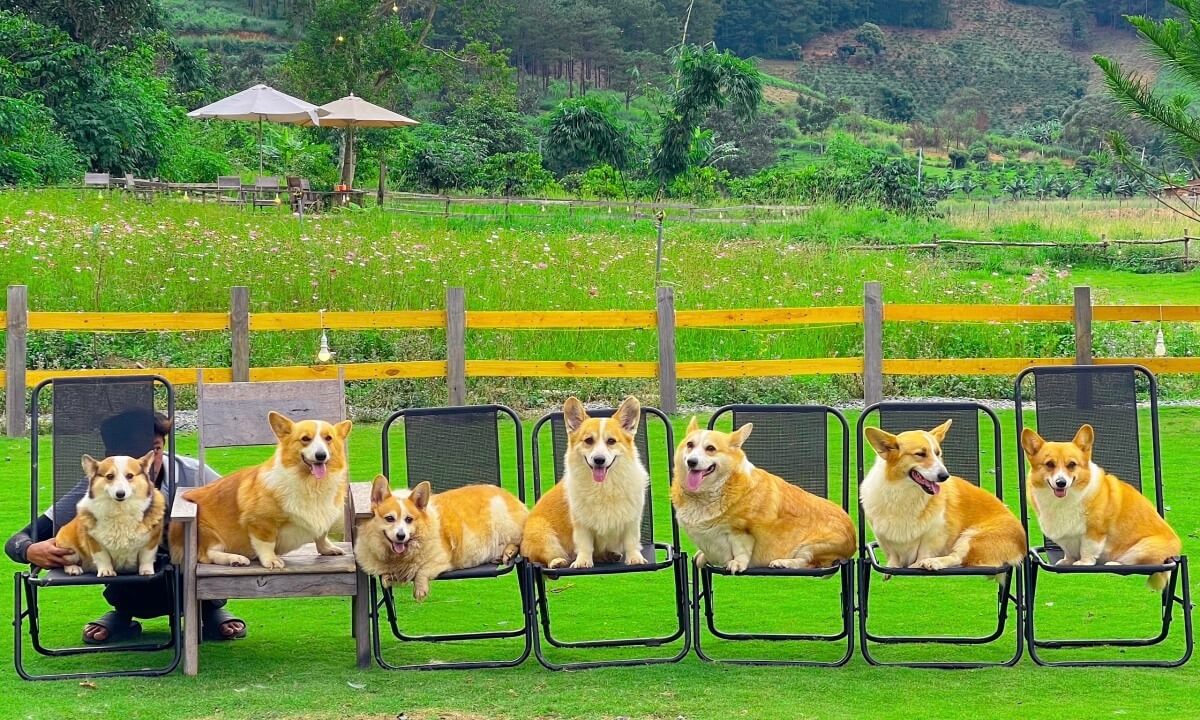 Phước đảm nhiệm huấn luyện chính và có hai nhân viên hỗ trợ. Chó được qua huấn luyện có thể kiểm soát hành vi và thân thiện hơn với khách.