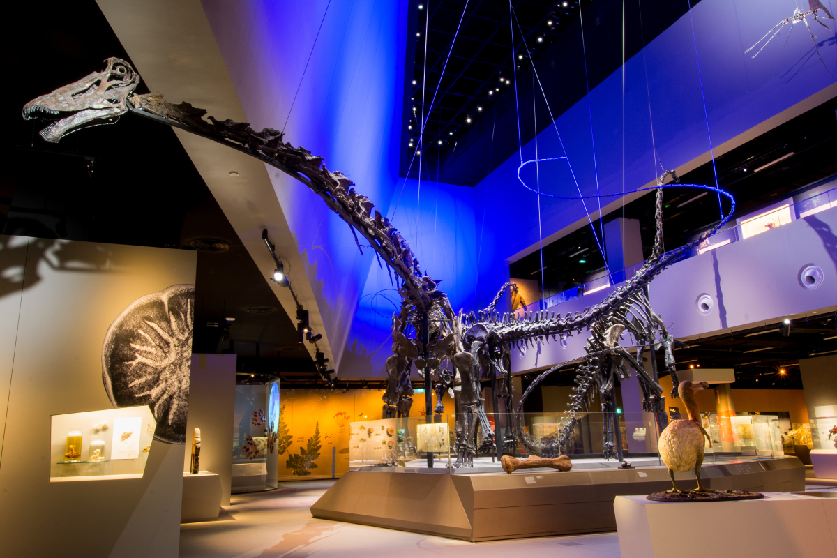 Bảo tàng Lịch sử Tự nhiên Lee Kong Chian - Lee Kong Chian Natural History Museum