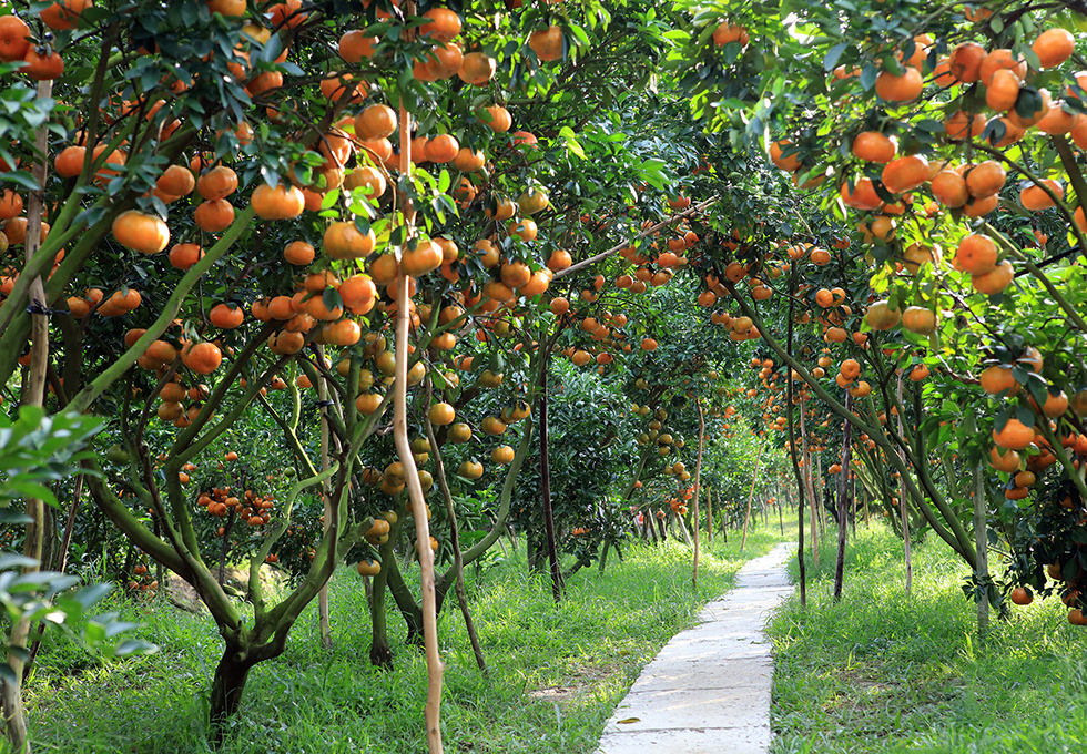 Vườn trái cây Long Khánh
