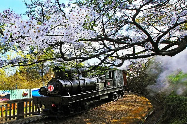 Đường sắt Alishan Forest Railway trải dài qua khu vực hoa tuyết