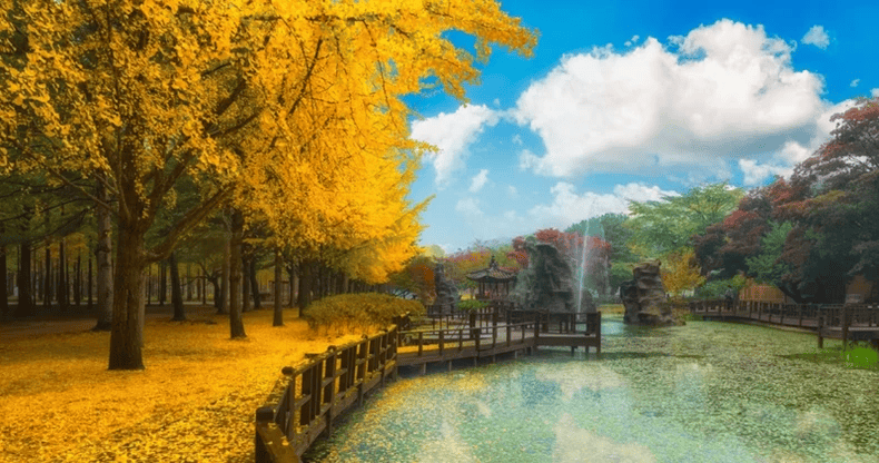 Đảo Nami là một những địa điểm đầu tiên chuyển mùa sang thu ở Hàn Quốc.